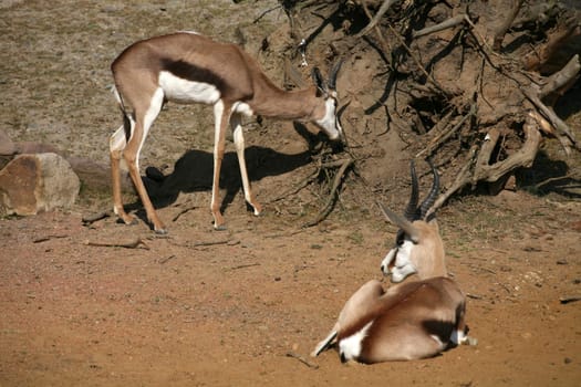 Springbok