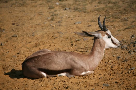 Springbok