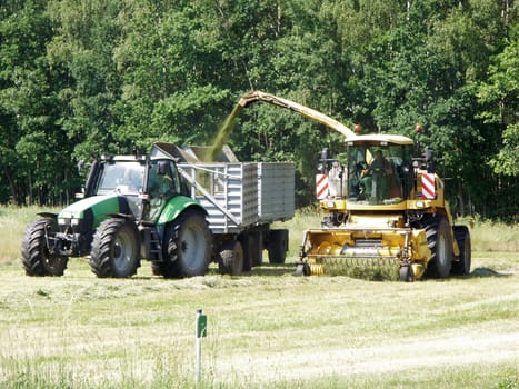 harvest time
