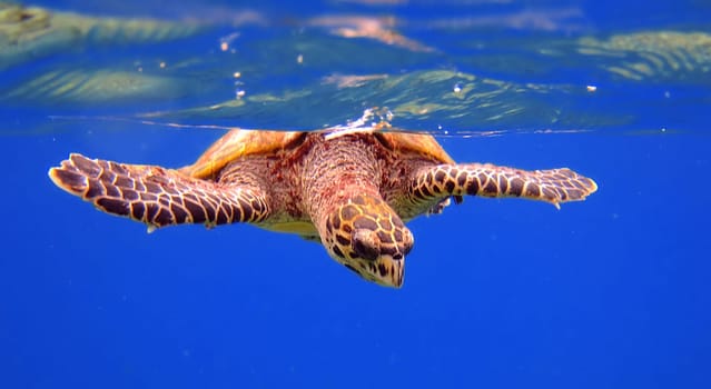 Due to their meat,their eggs (200 to 250 per clutch) and especially the tortoiseshell,the hawksbill turtles were hunted intensively. Due to the extremely high value of the tanks,the protection of the animals is massively difficult. Today,the hawksbills are