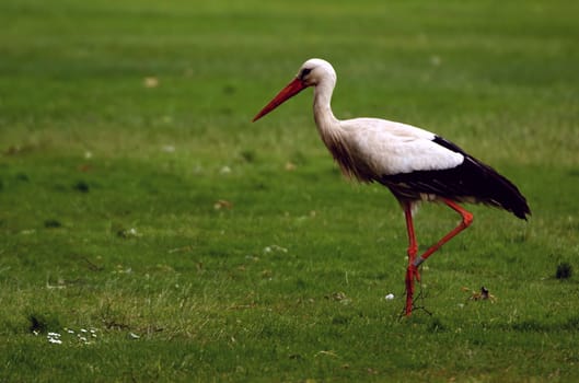 Stork
