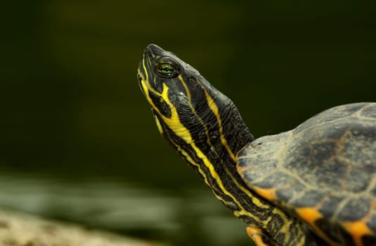 RED-CHEEKED ORNAMENTAL TURTLE