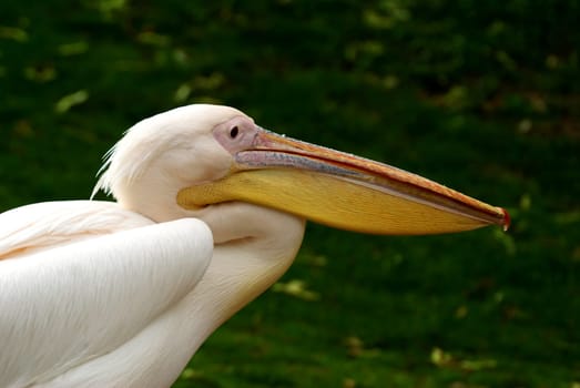 Pelican