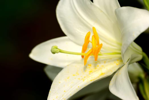LILIUM CANDIDUM