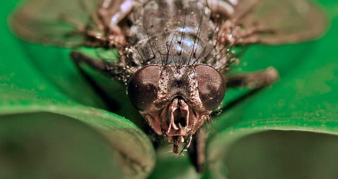 ... the "face"" of a housefly..."