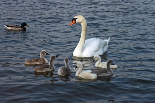 The Schwan family on the Rhine