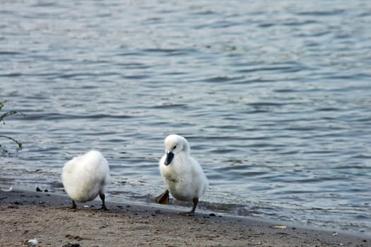 two swan babies