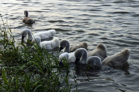 Swan babies eating
