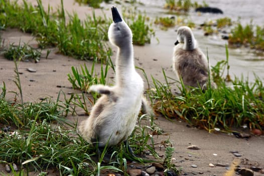 Swan babies