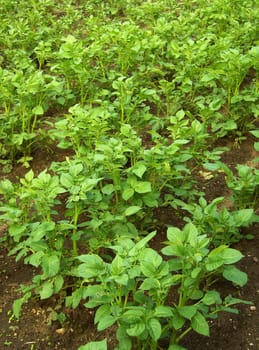 Potato plant 01