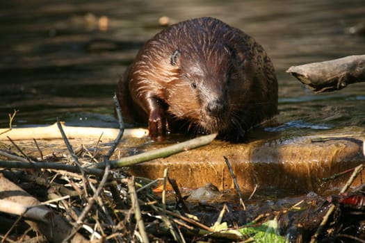 Canadian beaver (Castor canadensis)