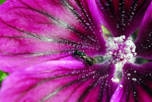Fly on hollyhock