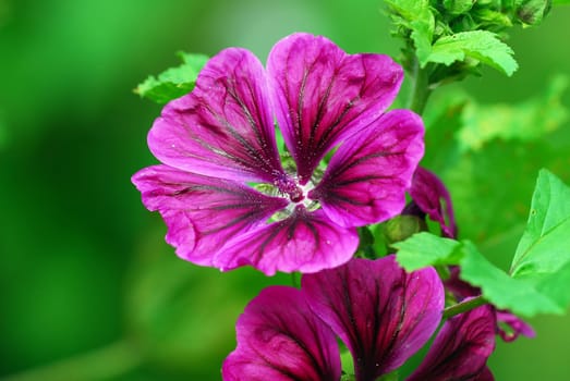 Hollyhocks