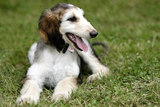 Afgahnen puppy at 10 weeks.