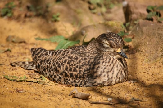 Spotted thick-knee