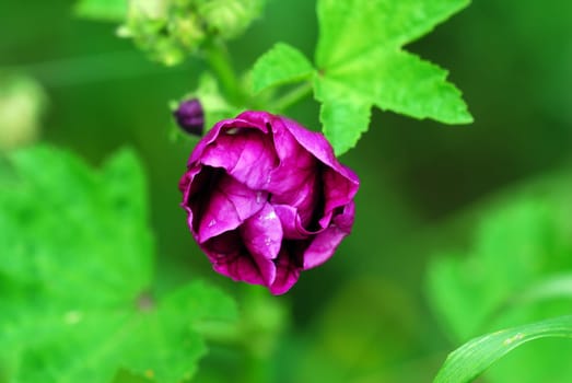 Hollyhock