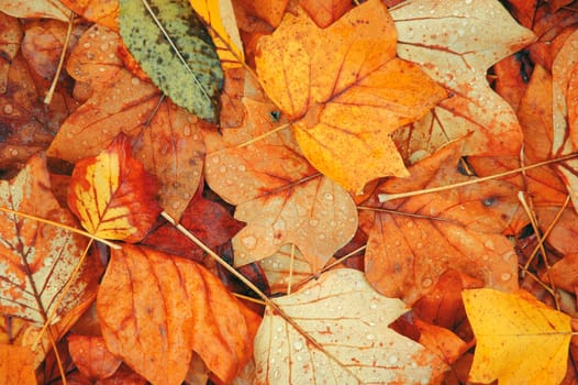 Autumn leaves 6