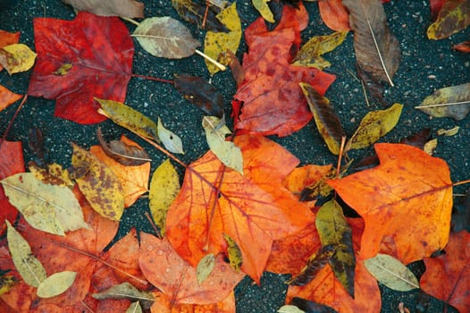 Autumn leaves 17