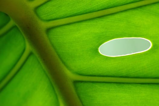 green leaf 1