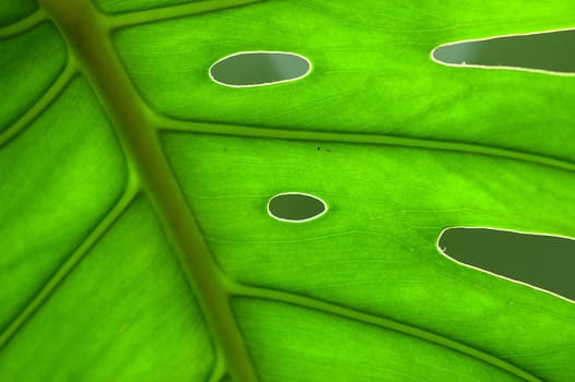 green leaf 2