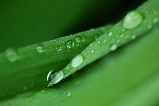 Raindrop