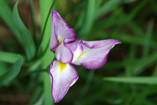 Lily