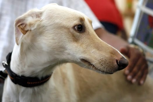 Greyhound Chart Polski