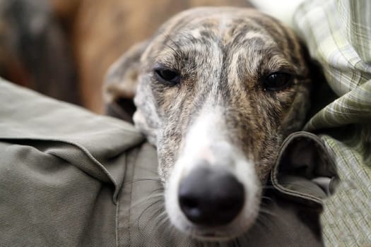 Greyhound Magyar Agar
