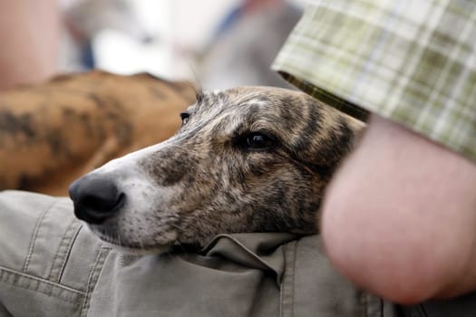 Greyhound Magyar Agar
