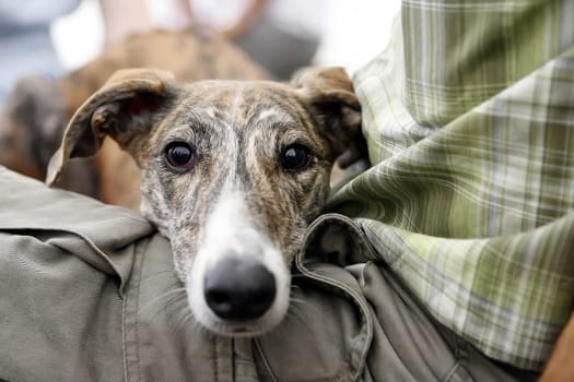 Greyhound Magyar Agar