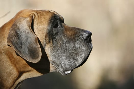 Great Dane Head Portrait