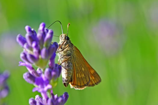 Skipper