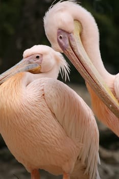 Pelecanus onocrotalus