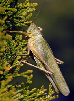 Heugümper