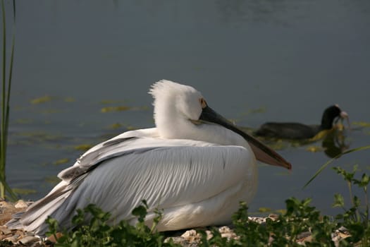 Pelecanus crispus