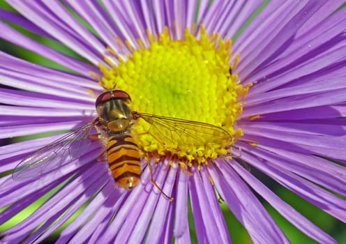 In a central peripheral location