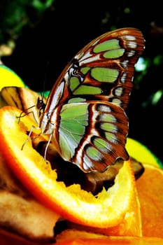 taken in the butterfly farm at the Steinhuder Meer