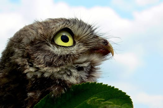 Little owl