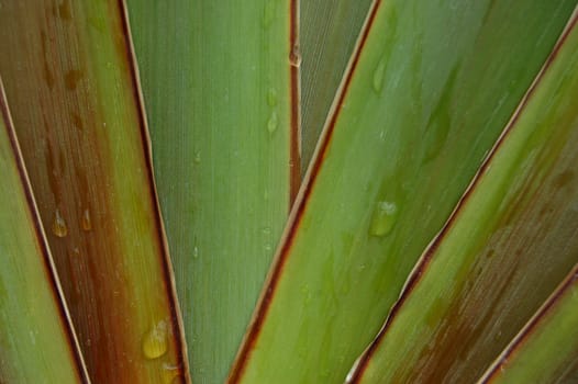Phormium tenax