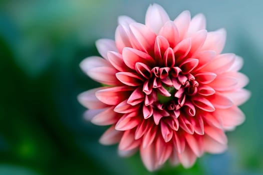 Rosetta Magic Flower