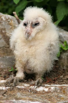 The 33 to 35 centimetres long,brightly coloured,long-winged and long-legged owl reaches a wingspan of up to 85 centimetres and has a rather short tail. Males and females are very similar to each other,but females are generally