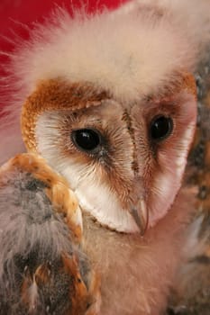 Young Barn Owl 2