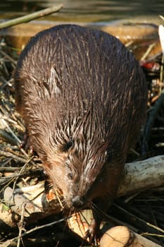 Beaver