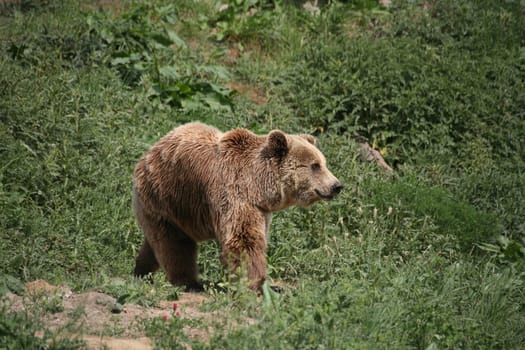 Kodiak bear