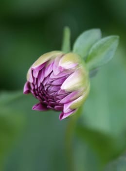 Dalia bud