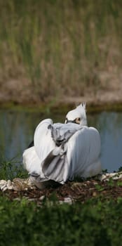 Pelecanus crispus