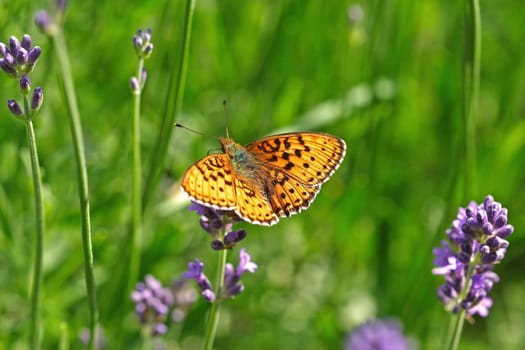 Meadowsweet Mother-of-Mother Butterfly (Brenthis ino)