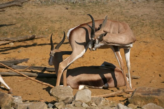Springbok