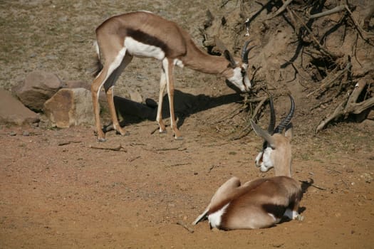 Springbok