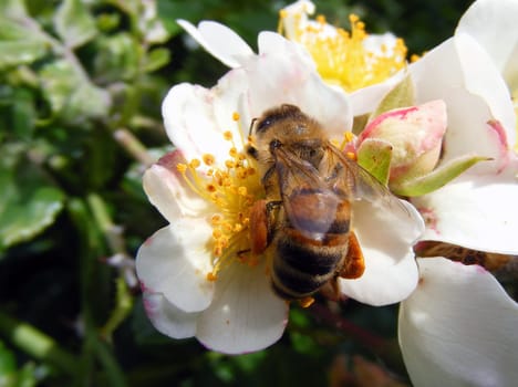 Industrious bee